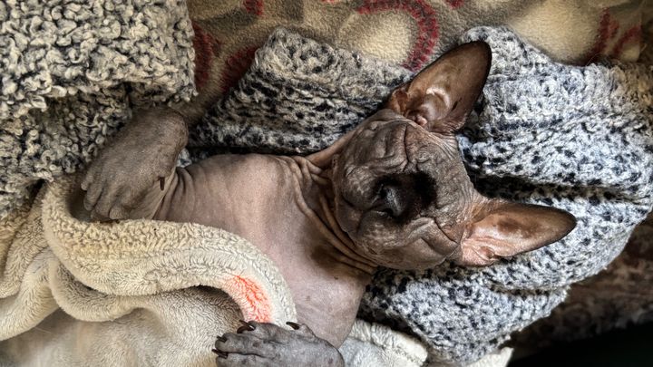 Help Stewart the Cat Get Eyelid Surgery campaign photo, 1 of 7