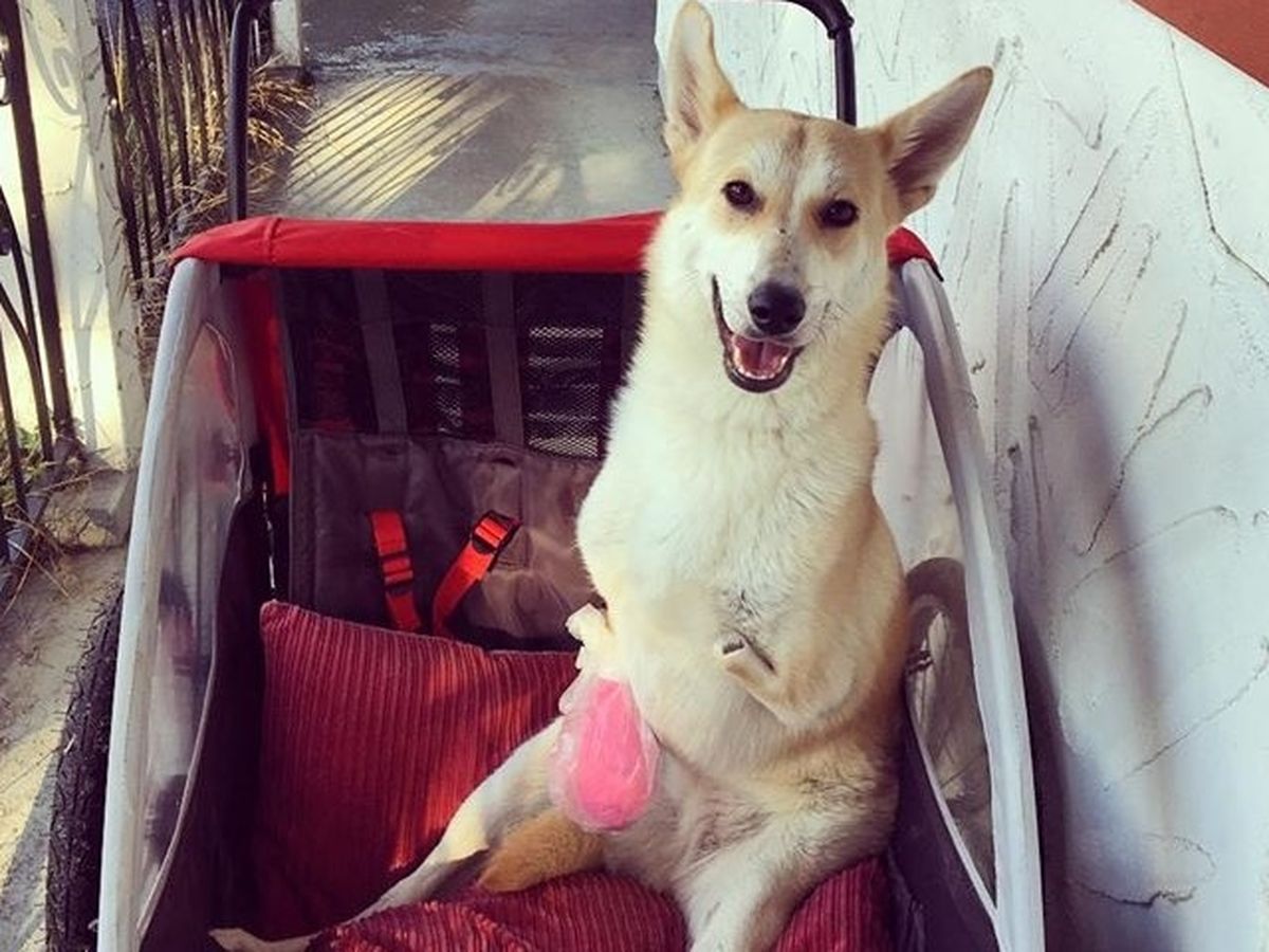 Help Roo get her new leg! campaign photo, 1 of 3