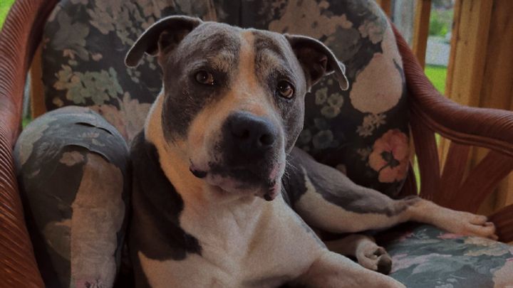 Smokey’s Road to Recovery campaign photo, 1 of 8