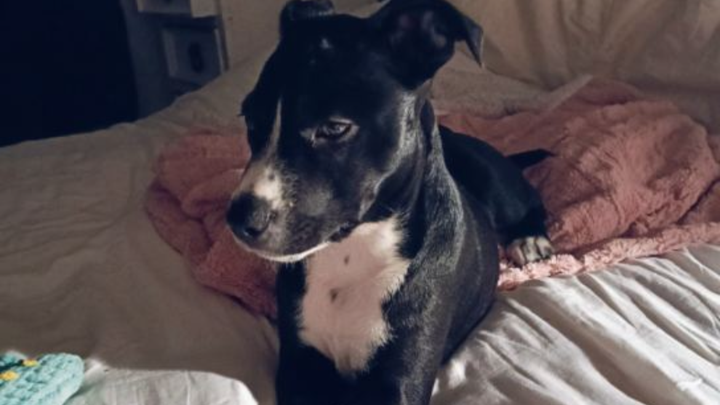 Please Help Me Save Emma, Shes 8 months, she s only a baby campaign photo, 1 of 3