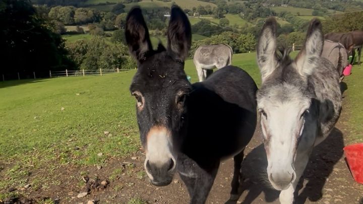 Raise funds for the Donkeys straw over winter campaign photo, 1 of 5