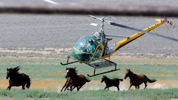 Help Range to Refuge Save Wild Mustangs campaign photo, 1 of 8