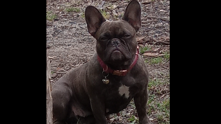 Lillys surgery and medical expenses campaign photo, 1 of 4