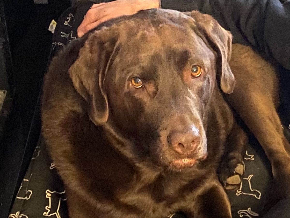 Fundraiser For Richard Therrien By Veronique Imbeault Aidez Dixon A Reparer Sa Papatte