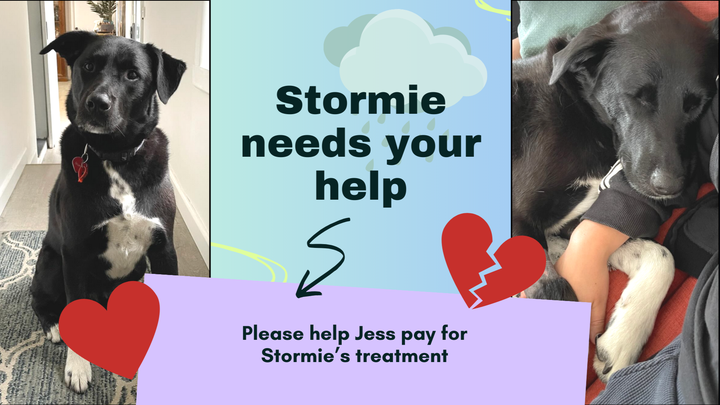 Stormie needs your help campaign photo, 1 of 2