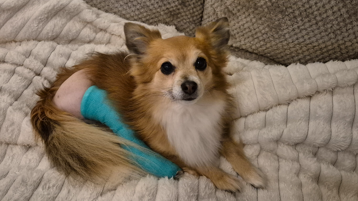 Operation trochléoplastie et ligamentoplastie campaign photo, 1 of 6