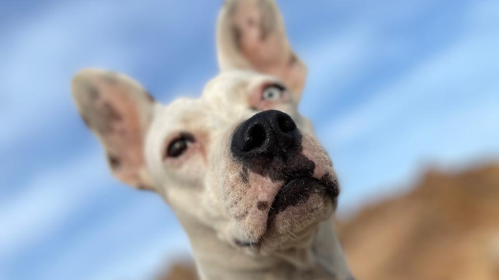 Help Paloma Fight Pancreatitis and Ehrlichia campaign photo, 1 of 6