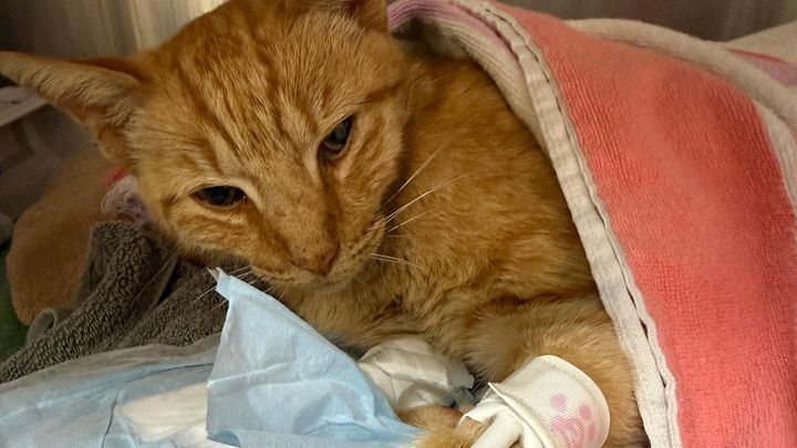 Help Gemini Save Tetty After Dog Attack campaign photo, 1 of 8
