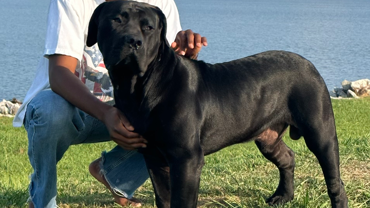 Help Our Gentle Giant Heal After Hit-and-Run campaign photo, 1 of 4