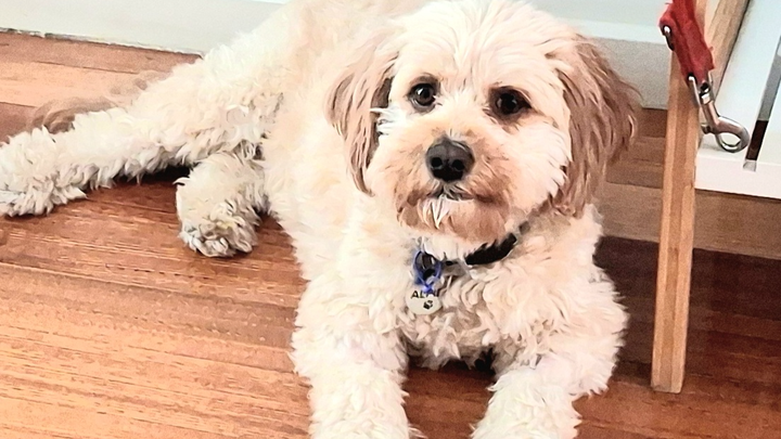 Please help Alfie my little boy campaign photo, 1 of 4