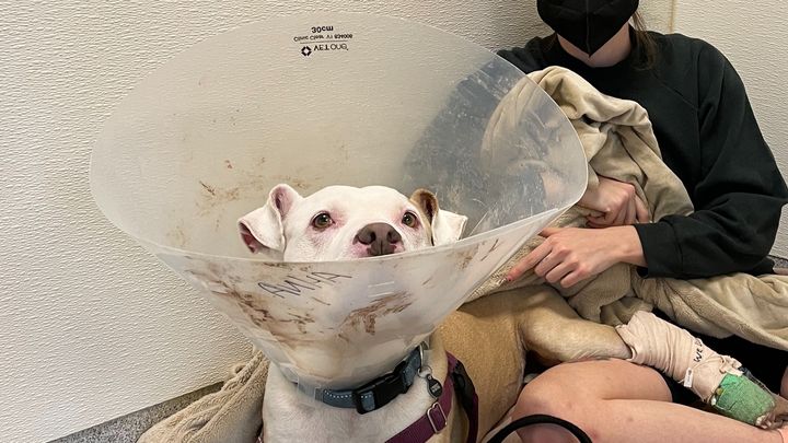 Help Us Out of Thousands in Medical & Veterinary Debt campaign photo, 1 of 2