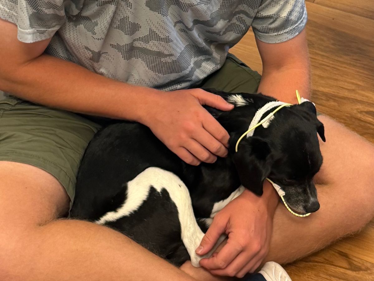Bergatron Dog Recovery Fund campaign photo, 1 of 5