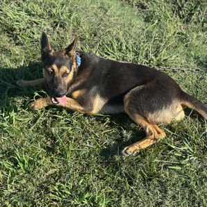 Rocky Dog
