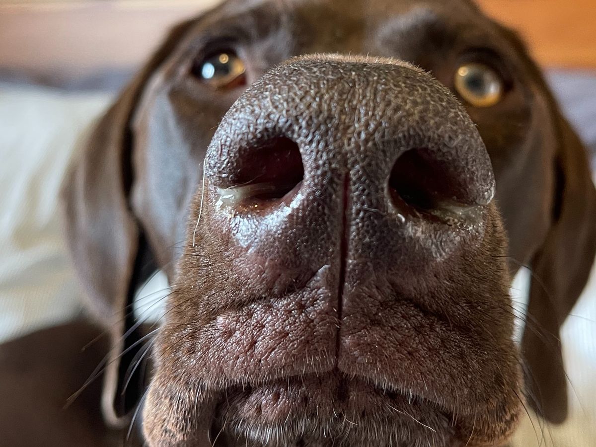 See Ham Fundraiser by Katelyn MacDonald : Help Ham See Again