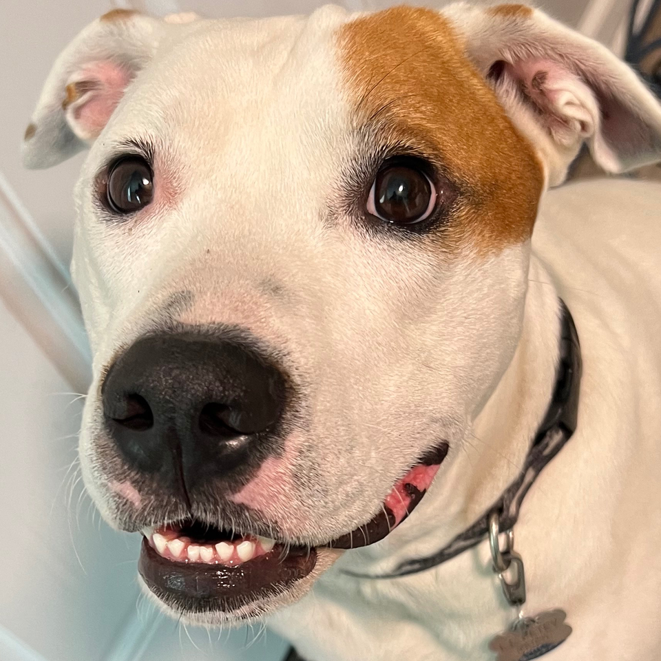Fundraiser by Adam Wright : Help Petey Recover and Stay With His