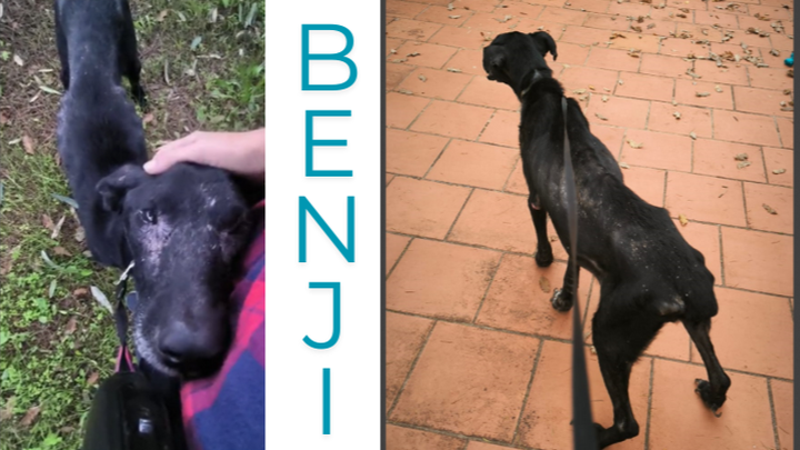 Help Benji Heal – A Second Chance for a Stray Dog in Italy campaign photo, 1 of 8
