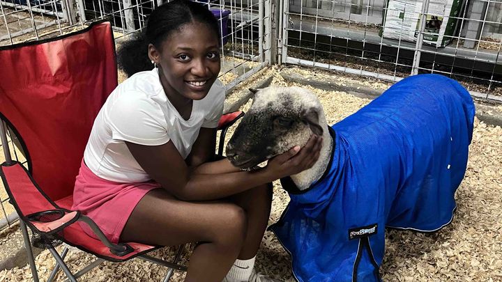 Help Ashlyn Raise Her FFA Lamb Louie to Success! campaign photo, 1 of 4