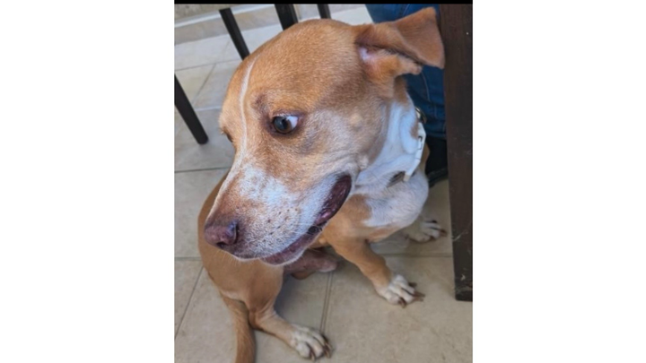 Help Bring Ralph Home to Texas campaign photo, 1 of 2