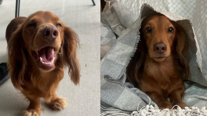 Help Our Brave Little Dachshund, Get Life Changing Surgery campaign photo, 1 of 5