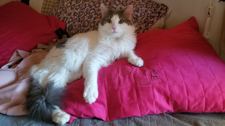Stinky my rescue kitty has urinary crystals possible blokage campaign photo, 1 of 8