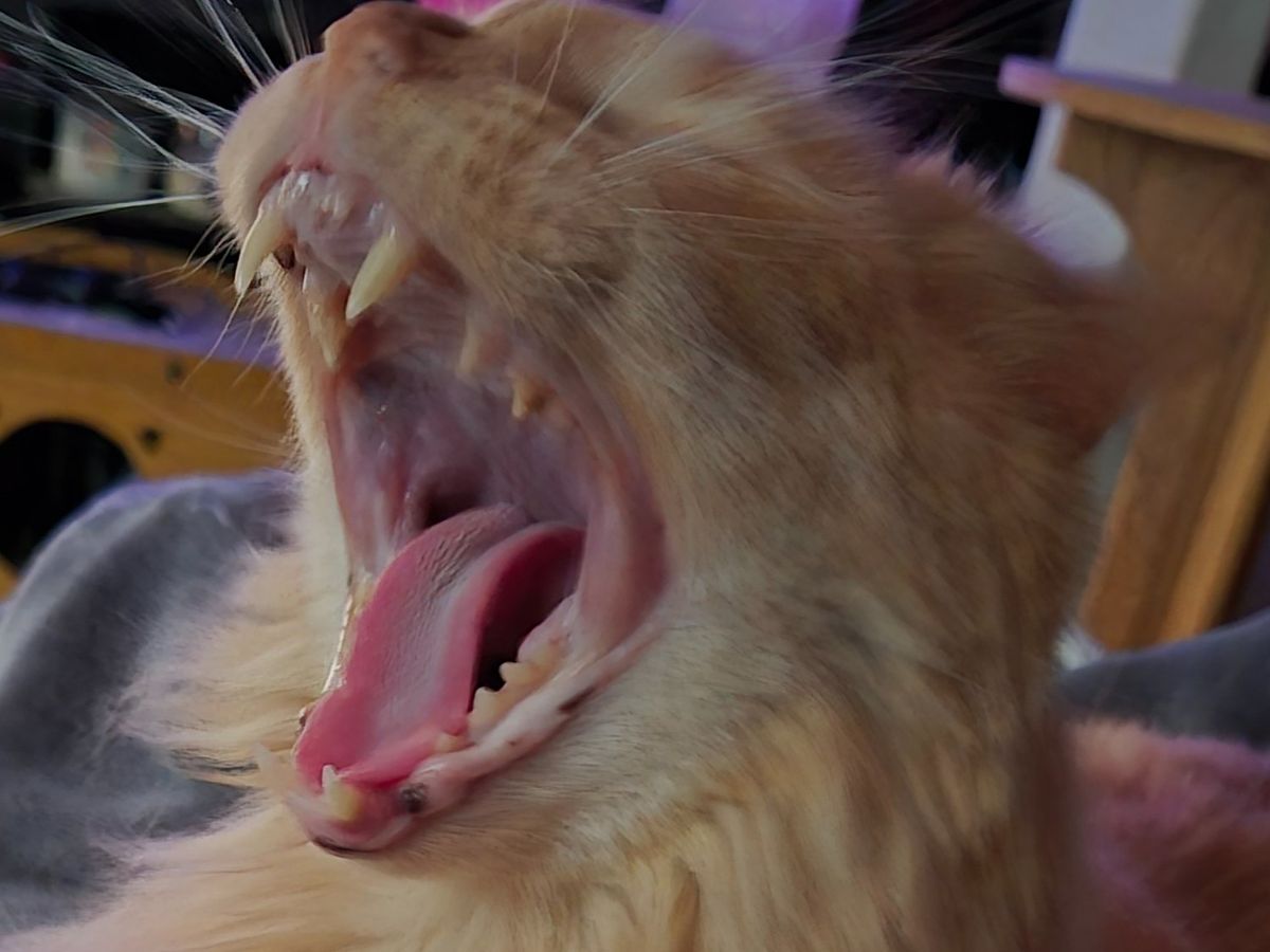 Fundraiser by Emerald B : Kiwi Needs Dental Care