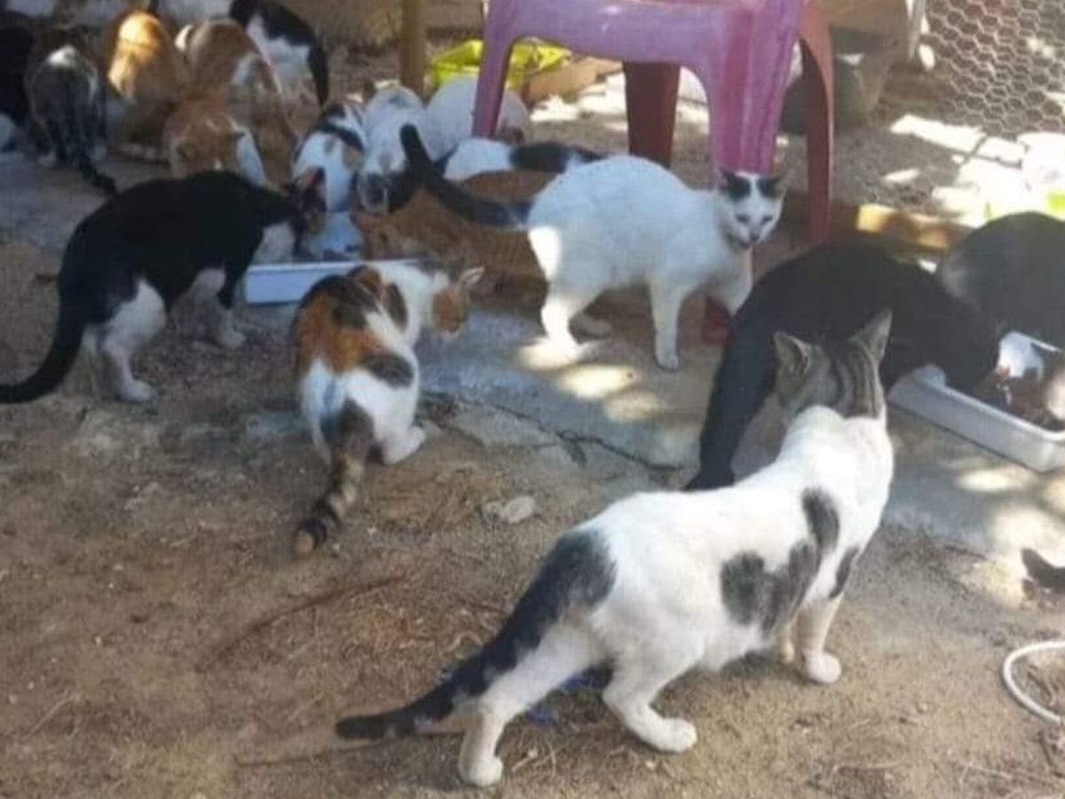 Kittens Sol Fundraiser by Help Patinhas Ao Sol : Help me help these kittens