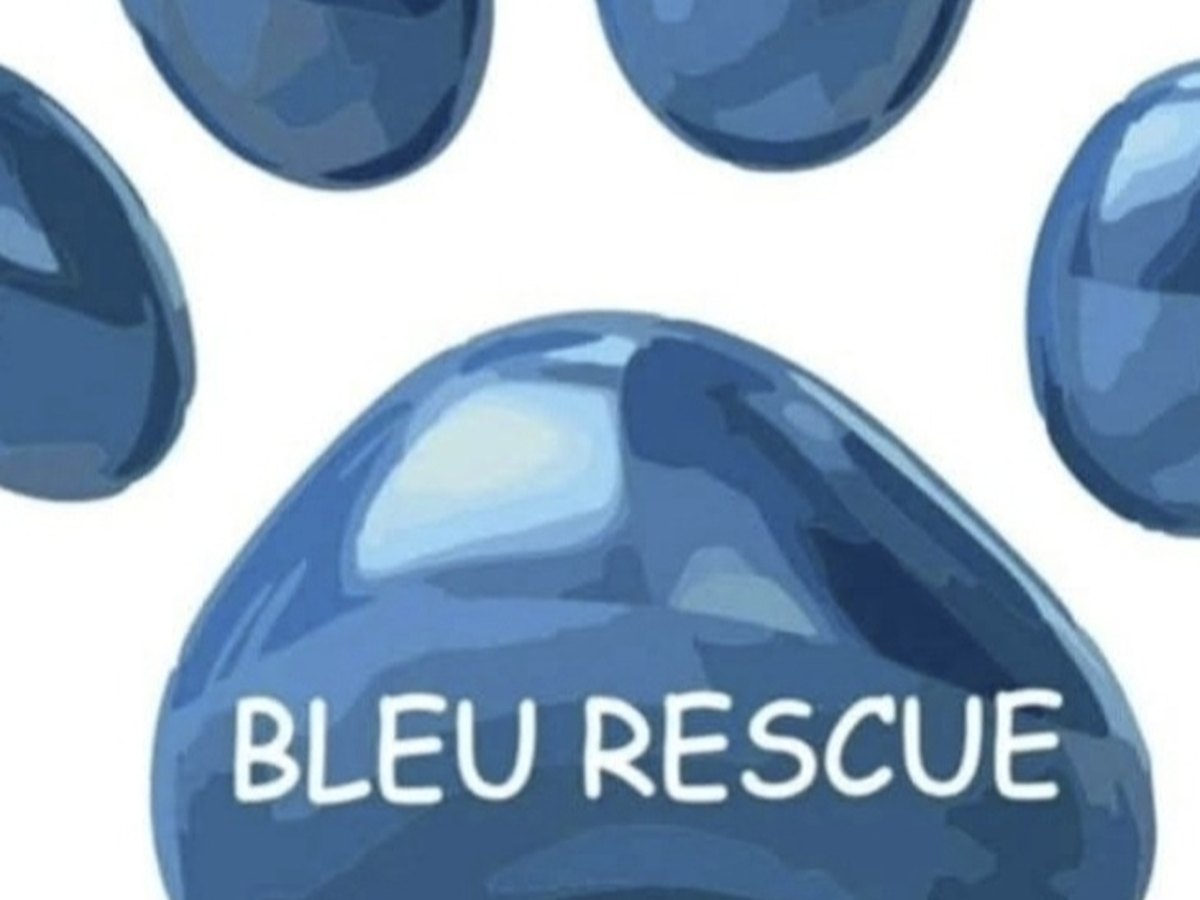 SAVE BLEU RESCUE ! ajude à ajudar os animais de ninguem campaign photo, 1 of 8