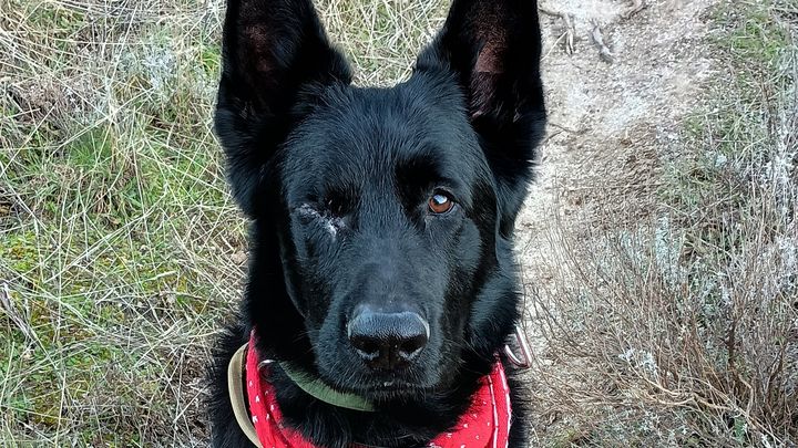 4-YEAR-OLD SERVICE DOG FIGHTING CANCER campaign photo, 1 of 8