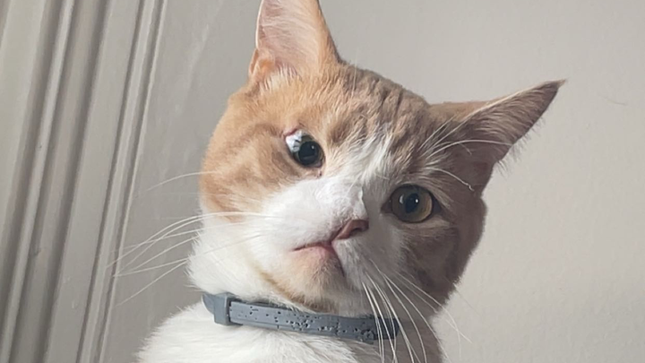 Max’s Vet Costs campaign photo, 1 of 6