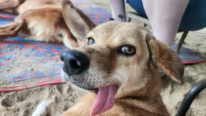 HELP de straat honden in Thailand!! campaign photo, 1 of 7