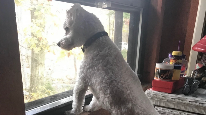 Emergency Help for Teddy, My Diabetic Best Bud campaign photo, 1 of 8