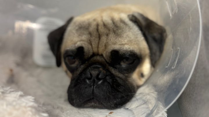 SAVING PO campaign photo, 1 of 6
