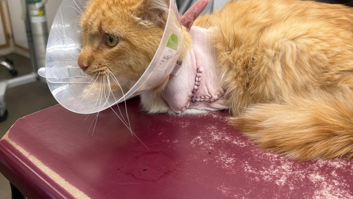 Lefty the Cat's healing and future campaign photo, 1 of 7