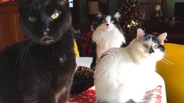 Support for Our Family and Kitties in Need campaign photo, 1 of 3