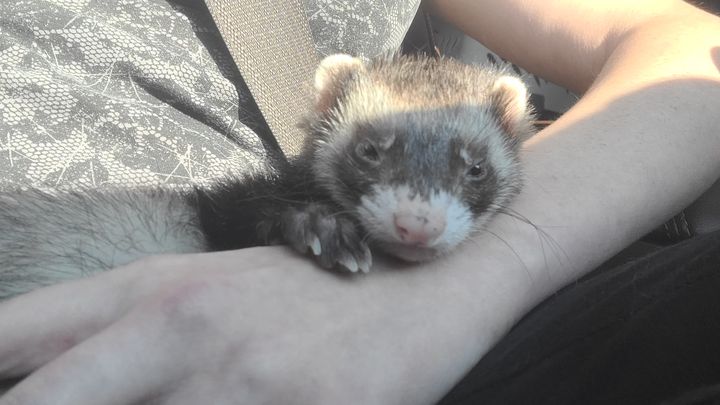 Save Dr. Jones: Vet Care for a Beloved Ferret campaign photo, 1 of 5