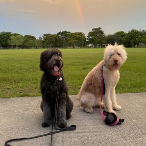 ARIA LABRADOODLE