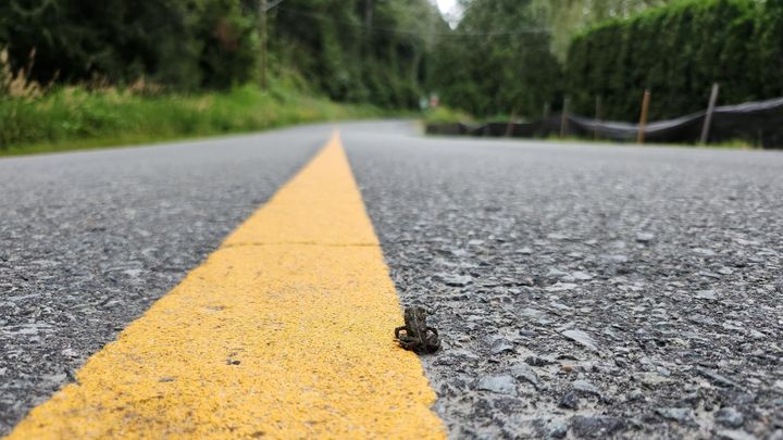 Help the Tiny Toadlets Cross the Road this Summer