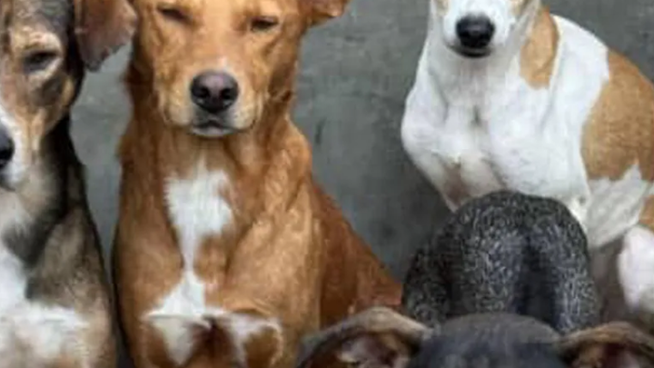Helps us save 50 dogs at the shelter campaign photo, 1 of 4