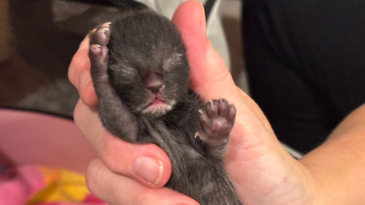 Urgent Care for Mama Venus and Kittens campaign photo, 1 of 6