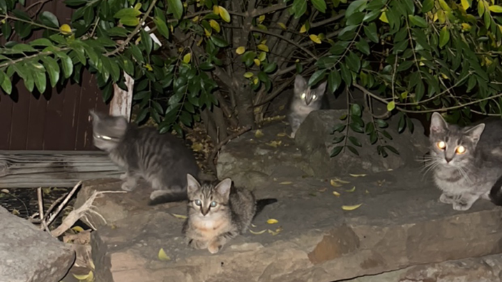 Kampagnen-Foto für Help End Suffering for College St Cats, 1 von 8