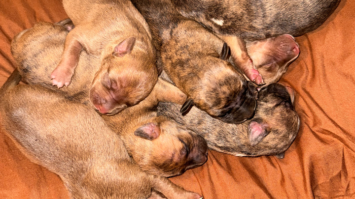 Help Homeless Puppies in South New Jersey campaign photo, 1 of 7