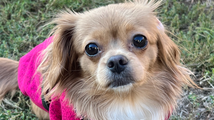 Support Lilo's Healing After C-Section Loss campaign photo, 1 of 4