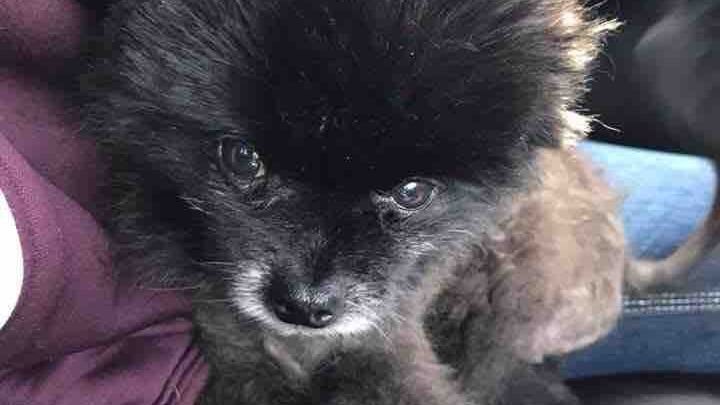 Justice for Gizmo campaign photo, 1 of 3