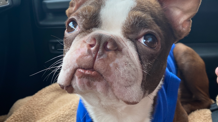 Help Brownie Get Surgery campaign photo, 1 of 8