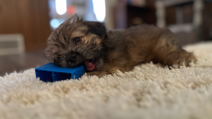 Save Sadie's Life: Urgent Heart Surgery Needed campaign photo, 1 of 5