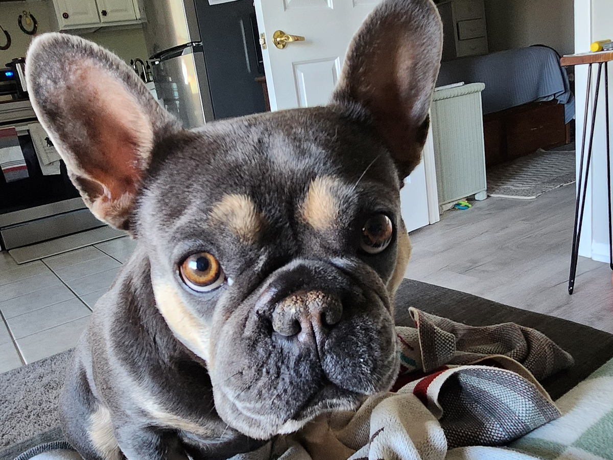 Urgent Aid for GiGi's Snake Bite campaign photo, 1 of 7
