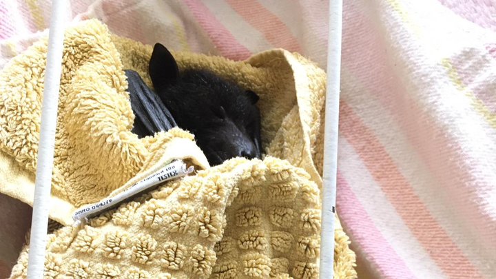 Bats Qld campaign photo, 1 of 3