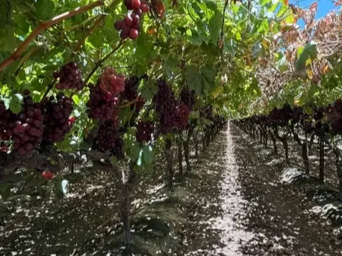 Help Protect Farmworkers from Heat Stress campaign photo, 1 of 3