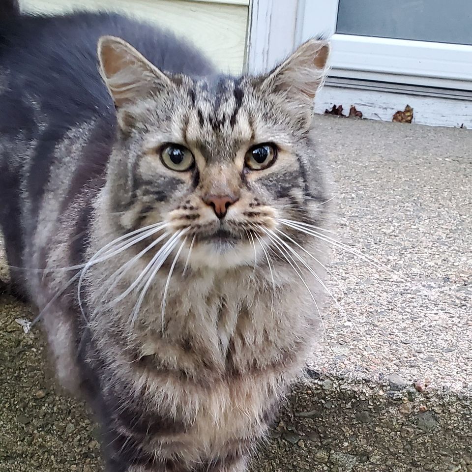 Fundraiser By Brandon Flynn Help This Poor Cat Who Was Shot