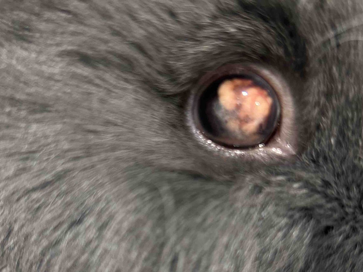 Fundraiser’s main image